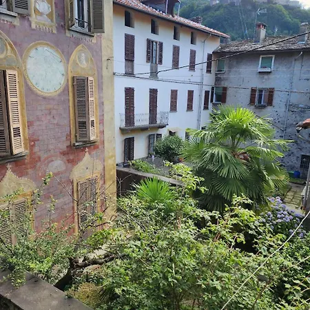Coccodrilla Varallese *