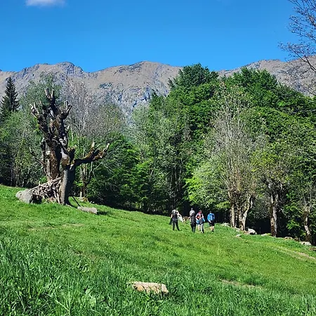 Coccodrilla Varallese * Varallo